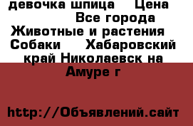 девочка шпица  › Цена ­ 40 000 - Все города Животные и растения » Собаки   . Хабаровский край,Николаевск-на-Амуре г.